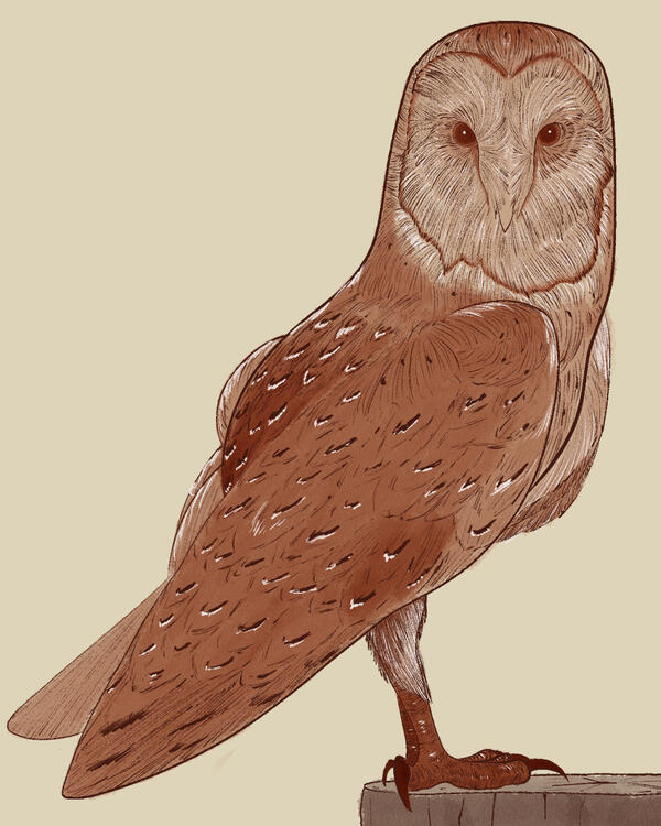 Owl